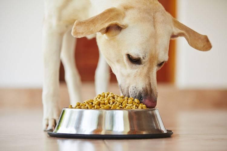 Healthy dog eating premium best dog food for balanced nutrition