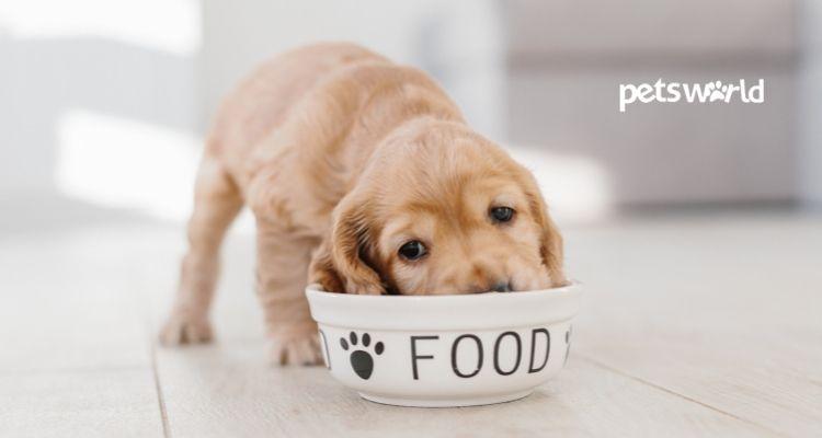Small puppy with nutritious puppy dog food bowl